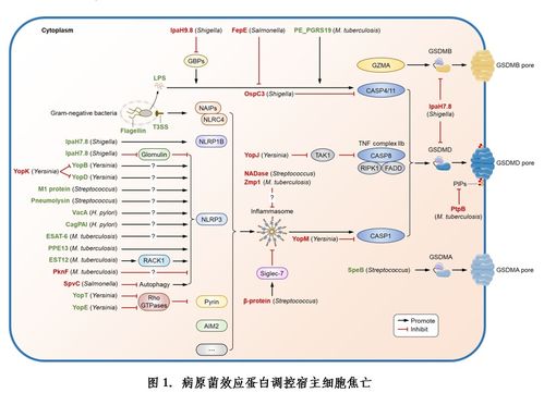 病原菌調控宿主細胞焦亡研究進展綜述——微生物所劉翠華團隊發表重要成果