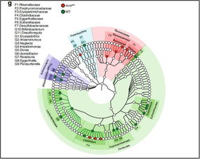 腸道微生物如何影響抗癌效果？《自然》子刊聯合四十余位科學家揭示關鍵機制